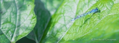 Alpine Bluet - alpine Azurjungfer-Libellen beim Sonnen