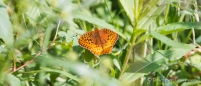 Great Spangled Fritillary - Großer Schmuckperlmuttfalter