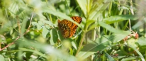 Great Spangled Fritillary - Großer Schmuckperlmuttfalter