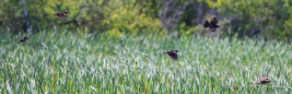 Red-Winged Blackbirds en masse