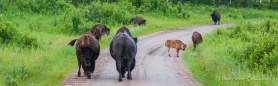 Bison-Bulle & Bison-Kuh ignorieren sich