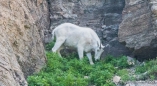 Mountain Goat (Schneeziege) beim Grasen...