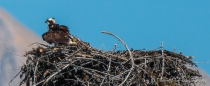 Osprey-Nest