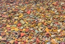 die Steine im Lake Mc Donald leuchten in allen Farben