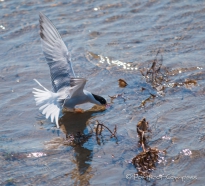Common Tern - Flussseeschwalbe - platsch ...