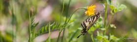 Western Tiger Swallowtail - Westlicher Tigerschwalbenschwanz - endlich mal sitzend und nicht hektisch herumfliegend...