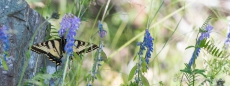 Western Tiger Swallowtail - Westlicher Tigerschwalbenschwanz - endlich mal sitzend und nicht hektisch herumfliegend...