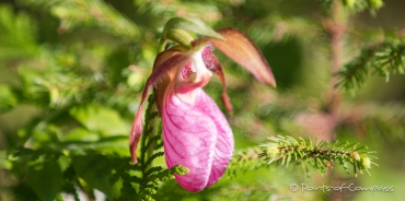 mal wieder ein Ladyslipper - Frauenschuh