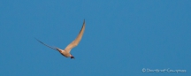 Common Tern - Flussseeschwalbe beim Abendessen