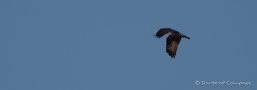 abendlicher Besuch eines Ospreys - Fischadlers