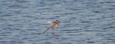 Common Tern - Flussseeschwalbe beim Abendessen