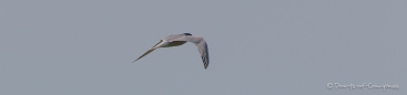 Common Tern - Flussseeschwalbe