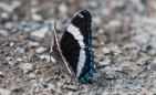 White Admiral - bisher nie im Grünen beim Fotoshooting