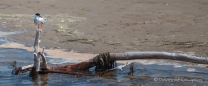 Forster‘s Tern - Forsterseeschwalbe