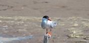 Forster‘s Tern - Forsterseeschwalbe