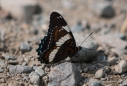 White Admiral - bisher nie im Grünen beim Fotoshooting