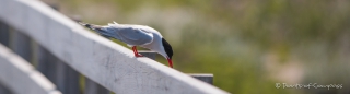 Common Tern - Flussseeschwalbe - Auf Beobachtungsposten ...