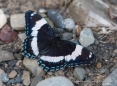 White Admiral - bisher nie im Grünen beim Fotoshooting