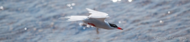 Common Tern - Flussseeschwalbe - in Kamikaze-Haltung