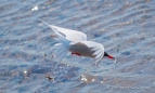 Common Tern - Flussseeschwalbe - "Geier Sturzflug"