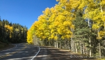 auch hier in New Mexico färben sich die Bäume langsam gelb