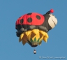 "Annie the Lady Bug" aus den USA