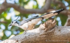 White-throated Magpie-Jay - Langschwanzhäher
