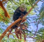 Das Mexican Hairy Porcupine wird von Vögeln attackiert, lässt sich davon aber nicht beeindrucken und bleibt im Baum sitzen