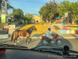 Pferde-Auslauf auf der Isla Ometepe