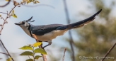 White-throated Magpie-Jay - Langschwanzhäher