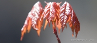 Maple-Leaf = Ahornblatt