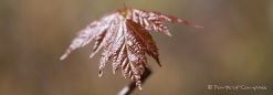 Maple-leaf = Ahornblatt