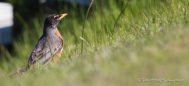 American Robin - Amerikanisches Rotkehlchen