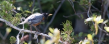 American Robin - Amerikanisches Rotkehlchen