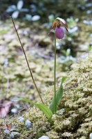 Orchideen im Wald...