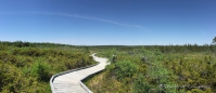 Boardwalk entlang des Benji Lake