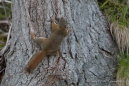 dabei gibt es schon wieder Squirrels ;)