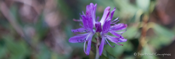 Blumen am Wegesrand