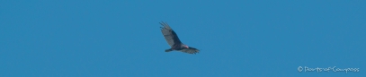 Turkey Vulture - Truthahngeier