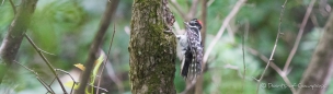 Hairy Woodpecker - Haarspecht