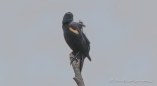Red-winged Blackbird - Rotflügel-Stärling beim Durchwedeln lassen