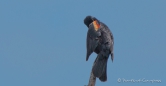 Red-winged Blackbird - Rotflügel-Stärling