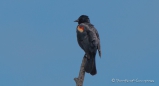 Red-winged Blackbird - Rotflügel-Stärling