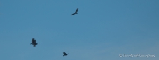 es geiert ... Turkey Vulture - Truthahngeier kreisen am Himmel