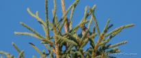 das ist "unser" Kanada-Vogel - er begleitet uns mit seinem Pfeifen quer durchs Land... der White Throated Sparrow- oder auch Weißkehlammer