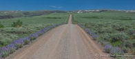 die Straße ist von Wildblumen gesäumt