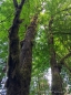 das Grün im Tillamook Forest leuchtet