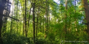 das Grün im Tillamook Forest leuchtet und wird durch das Glitzern der Sonne unterstützt