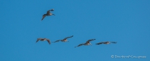 Die Pelikane schweben über uns weg...