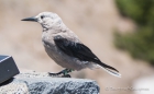 Clark‘s Nutcracker - Kiefernhäher